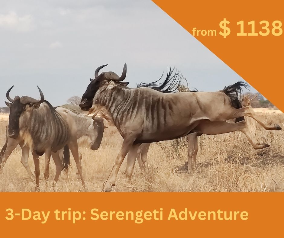 3-Day Safari Tour:  Serengeti Adventure - Tanzania Safari Experts