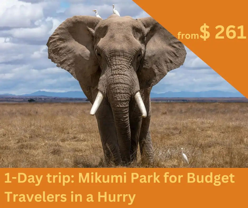 elephant-mikumi-safari-tanzania.webp