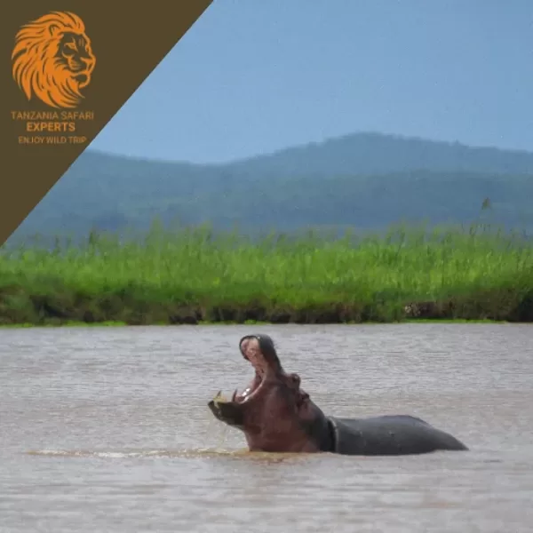 A hippopotamus with mouth wide open in Rufiji River, Nyerere (Selous) National Park.