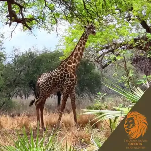 A giraffe standing among green trees and bushes in Nyerere (Selous) National Park.