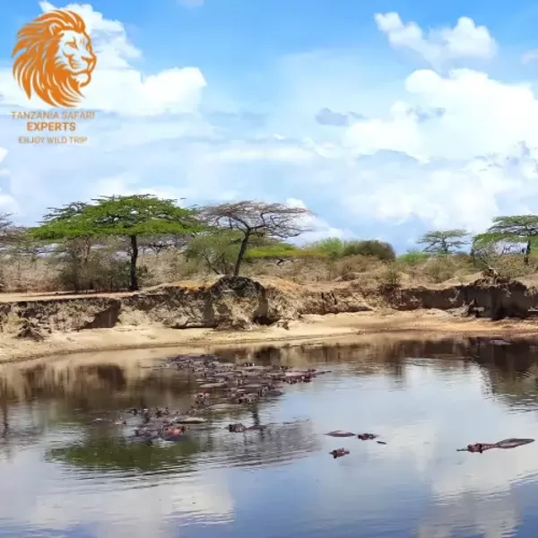 Hippos in a pool with sandy banks in Nyerere (Selous) National Park, Tanzania.