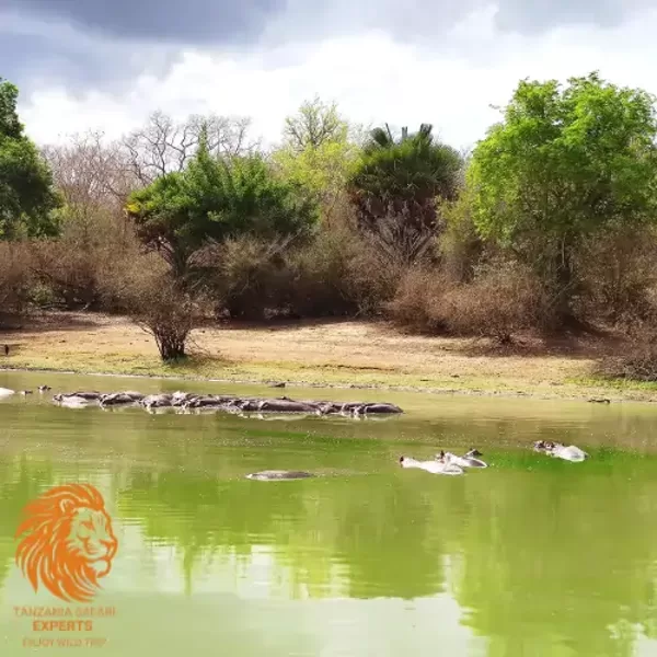 Hippos by the riverbank in Nyerere (Selous) National Park, Tanzania.