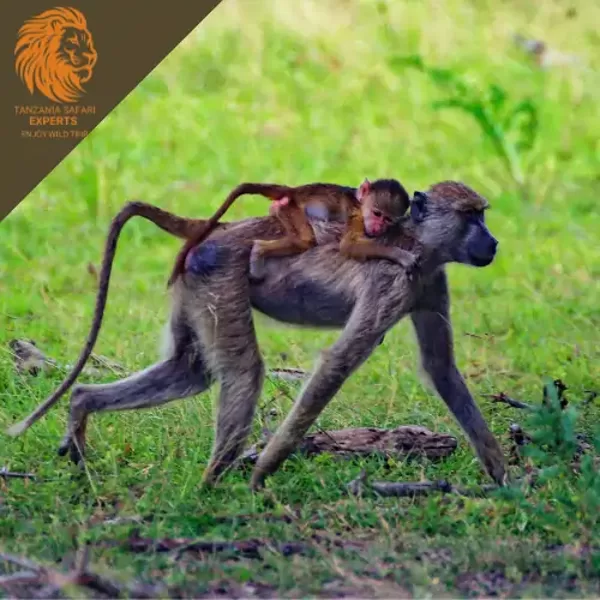 A monkey with its baby on its back in Nyerere (Selous) National Park.