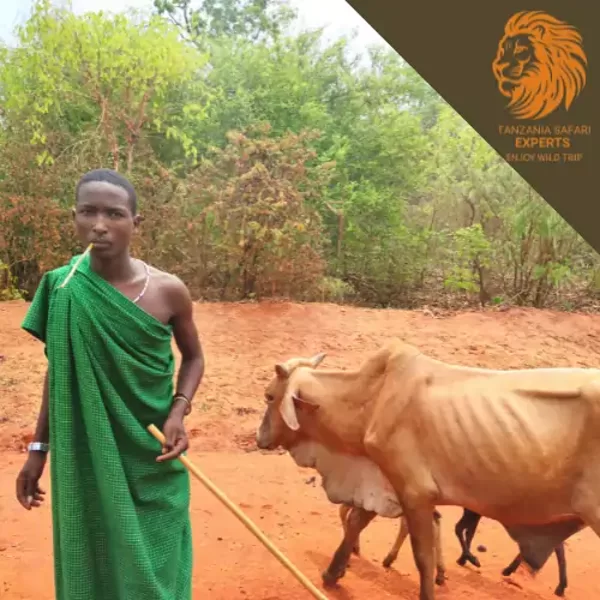 Rural men with cows on a road near Nyerere (Selous) National Park, Tanzania.