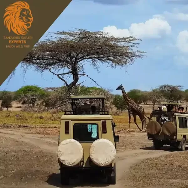 Safari tourists  in jeeps watching a giraffe in Nyerere (Selous) National Park.