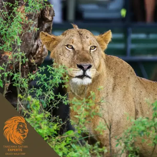 A lion in Mikumi National Park, Tanzania.