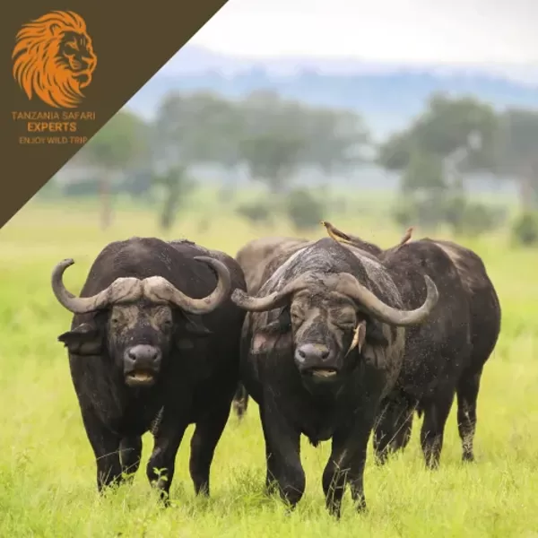 Buffalo in Mikumi National Park, Tanzania.