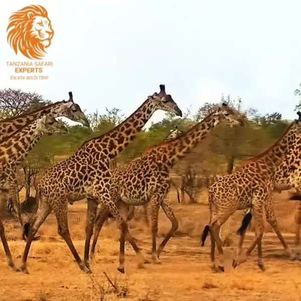 Giraffes in Mikumi National Park, Tanzania.