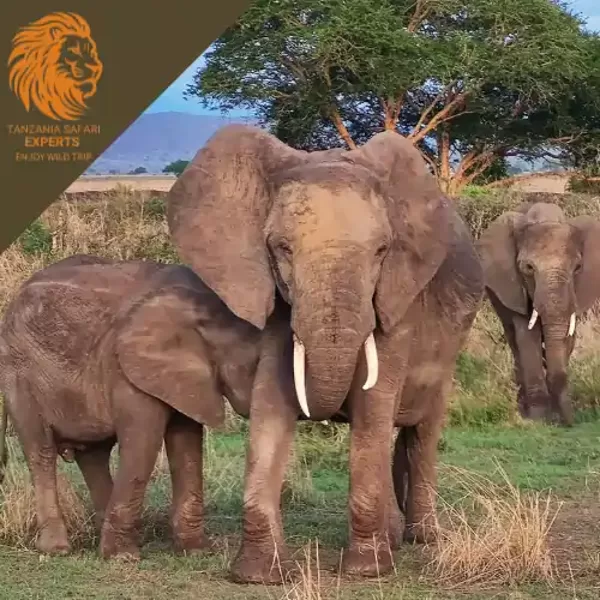 Group of elephants in Mikumi National Park, Tanzania.