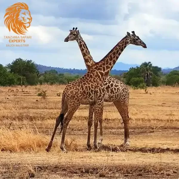 Giraffes in Mikumi National Park, Tanzania.