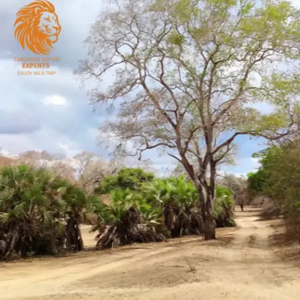 Landscape in Nyerere (Selous) National Park, Tanzania.