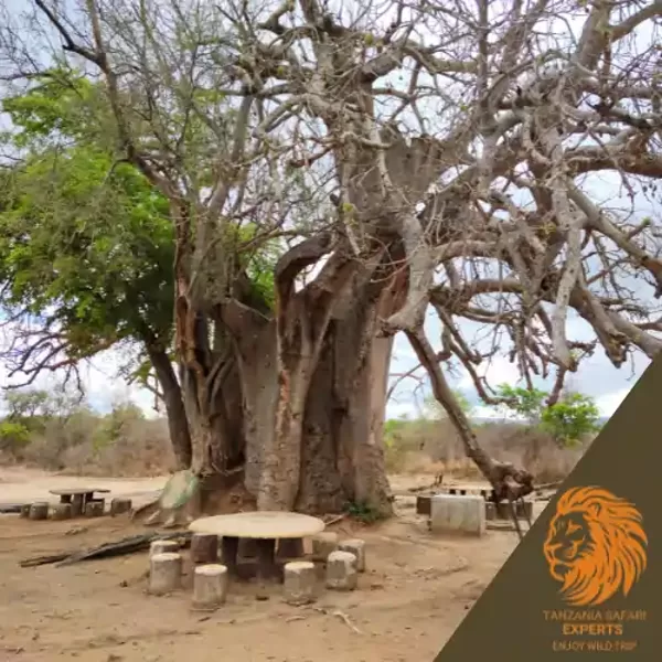 Picnic place under baobab tree in Mikumi National Park, Tanzania.