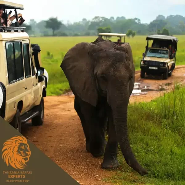 Safari tourists  in jeeps watching an elephant in Mikumi National Park.