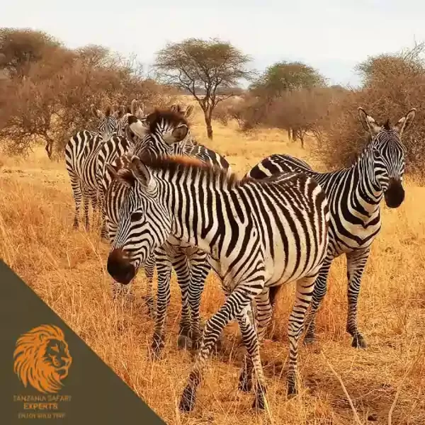 Zebras in Mikumi National Park, Tanzania.