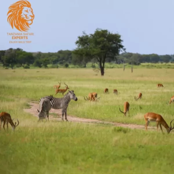 Zebras un antilopes Mikumi nacionālajā parkā, Tanzānijā.