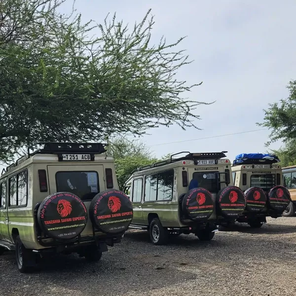 Safari jeeps with Tanzania Safari Experts logo parked in the national park