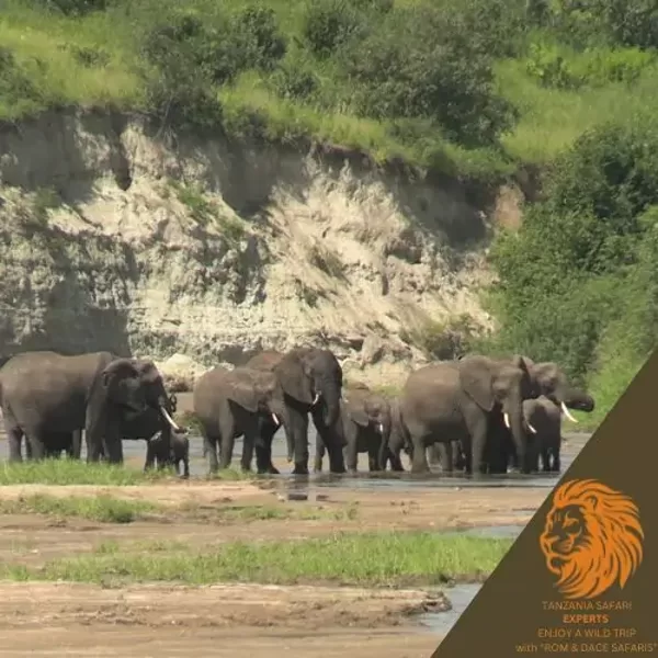 Elephants near the river in Tarangire National Park, Tanzania