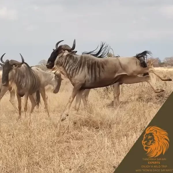 Jumping wildebeests in the African savannah during migration