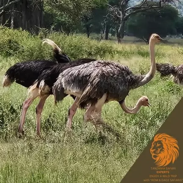Running ostriches in Tarangire National Park, Tanzania