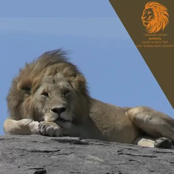 Close-up of a male lion with wind-blown mane looking into the distance on rocks