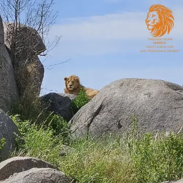 Male lion resting on rocks and gazing into the distance in Serengeti National Park