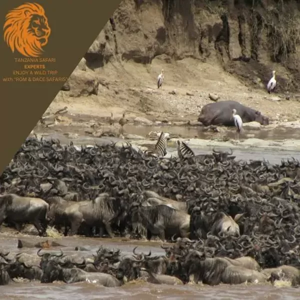 Wildebeest herds crossing a river during the Great Migration in Serengeti National Park