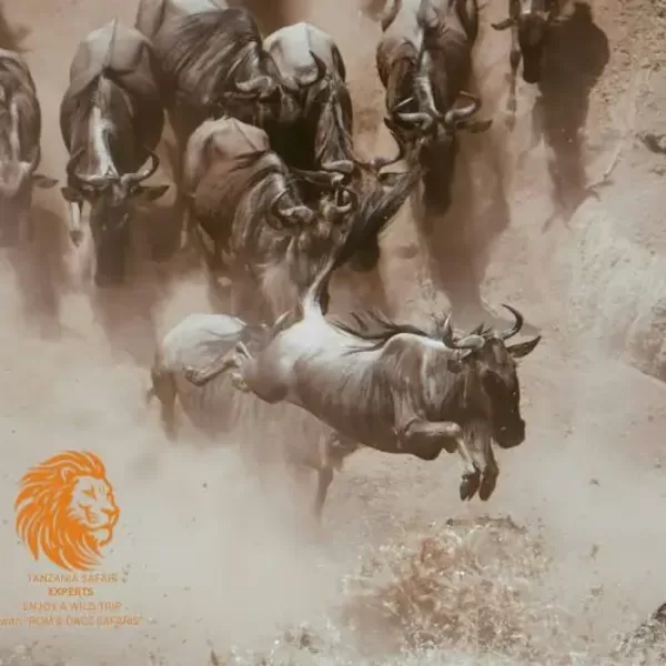Wildebeest jumping into the river during the Great Migration in Serengeti