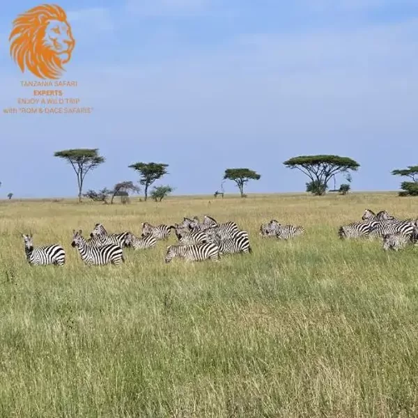 Herd of zebras in the Serengeti savannah, Tanzania