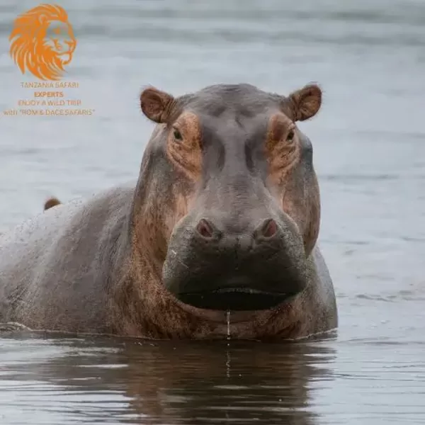 Hippopotamus in Serengeti National Park, Tanzania
