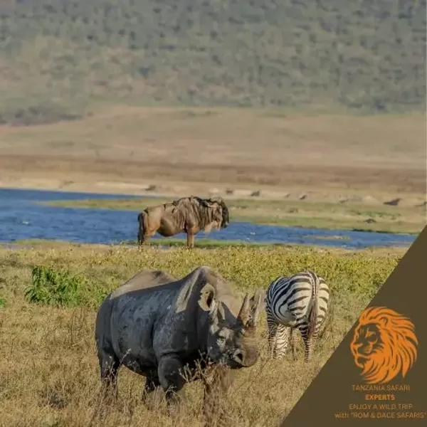 Rhino, zebra and wildebeest in Ngorongoro Crater, Tanzania