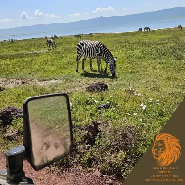 Zebras grazing by the lake in Ngorongoro Crater, Tanzania