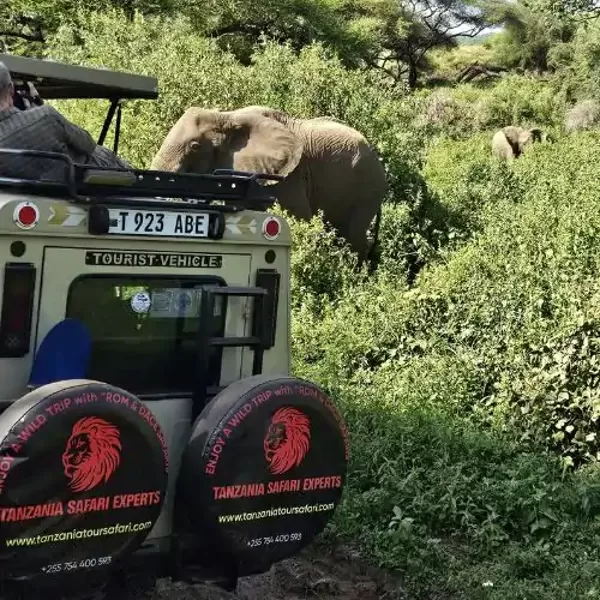 Elephant near Tanzania Safari Experts jeep with tourists in Lake Manyara National Park