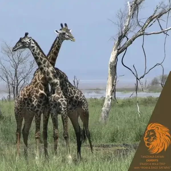 Giraffes grazing near Lake Manyara in Tanzania