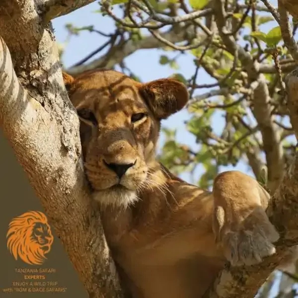 Lion lying in a tree looking down through the branches