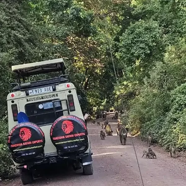 Tanzania Safari Experts jeep driving past a troop of baboons in Lake Manyara National Park