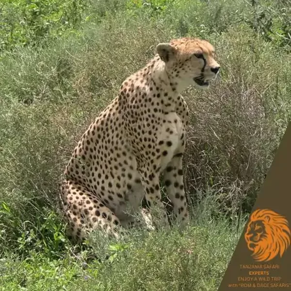 Cheetah sitting in the grass in Serengeti National Park, Tanzania