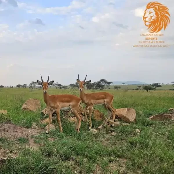 Impalas in Serengeti National Park, Tanzania