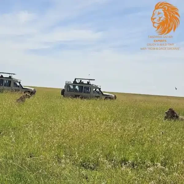 Tourists in safari jeeps observing a pair of lions in the Serengeti savannah