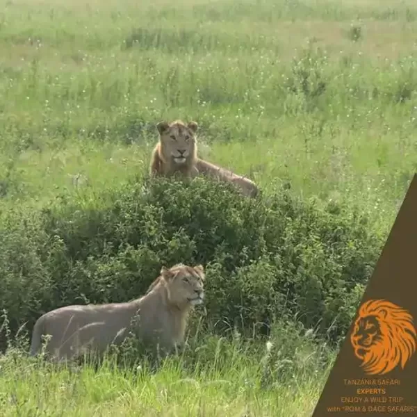 Young male lions in the Serengeti savannah, Tanzania