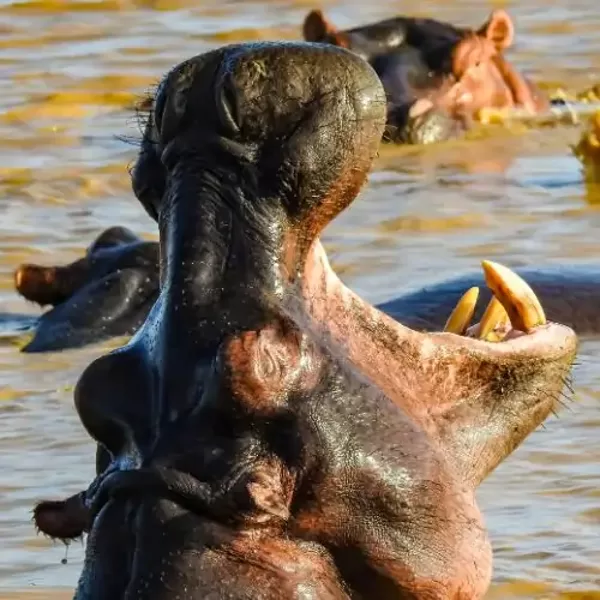 Hippopotamus yawning while relaxing in water
