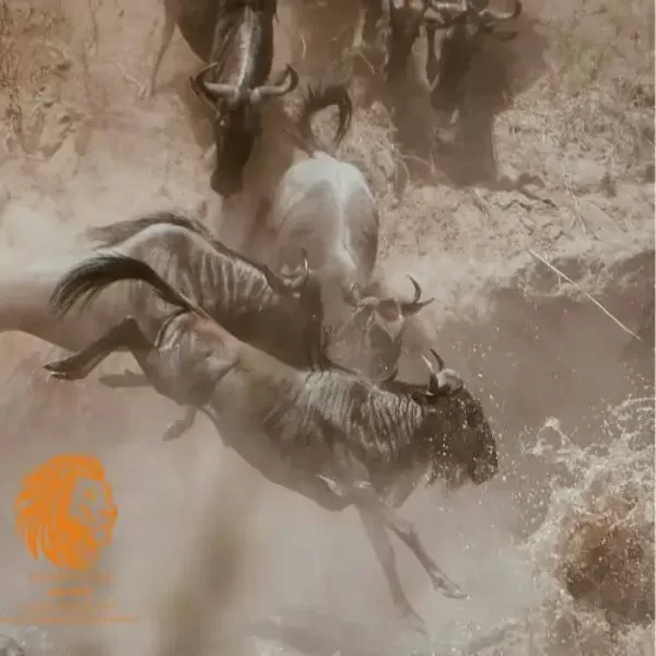 Wildebeests leaping into the river during the Great Migration in Serengeti, Tanzania