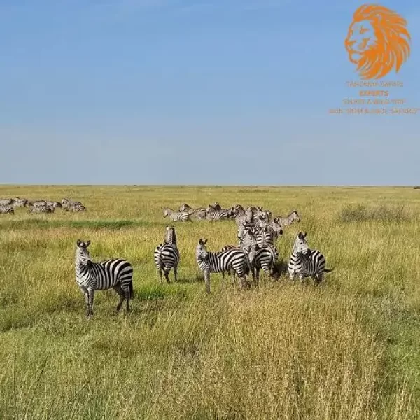 Zebra herd roaming the open plains of Serengeti National Park in Tanzania