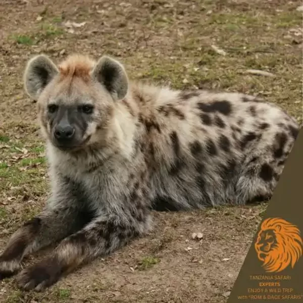 Hyena lying down with paws crossed, looking ahead in Serengeti