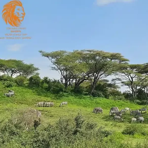 Zebras grazing in the grasslands of Ngorongoro Conservation Area, Tanzania