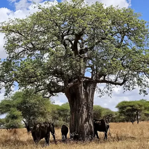 Ziloņi zem baobaba Tarangires nacionālajā parkā Tanzānijas safari laikā.