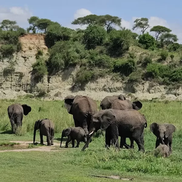 Ziloņi Tarangires upes ielejā Tarangires nacionālajā parkā.