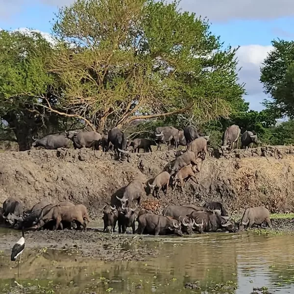 Buffalo herd in Mikumi National Park, Tanzania