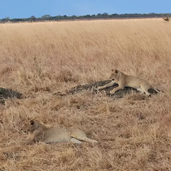 Lions resting in Mikumi National Park, Tanzania