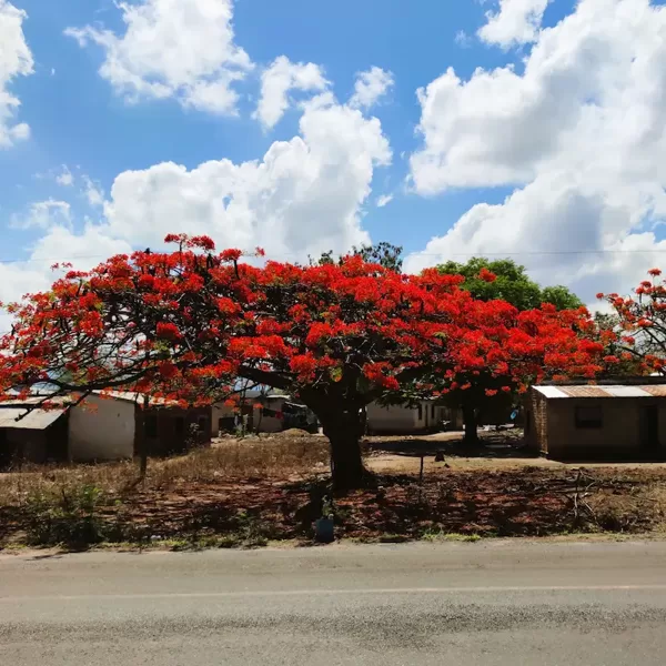 Roadside landscape with a flame tree in Tanzania