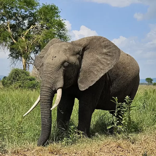 Elephant during a safari in Mikumi National Park, Tanzania